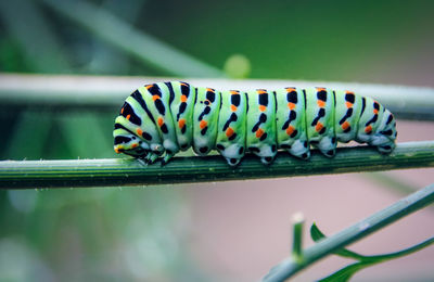 Swallowtail butterfly caterpillar with vibrant colors