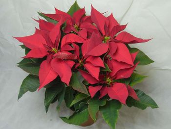 High angle view of red flowers blooming outdoors