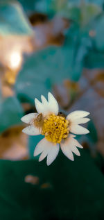 Close-up of white flowering plant