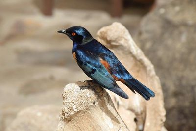 Close-up of bird perching on rock