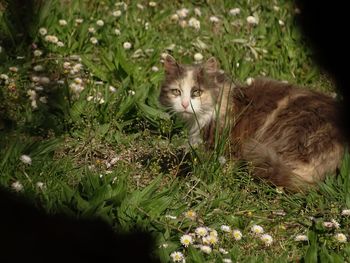 Cat relaxing on field