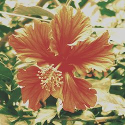 Close-up of orange flower