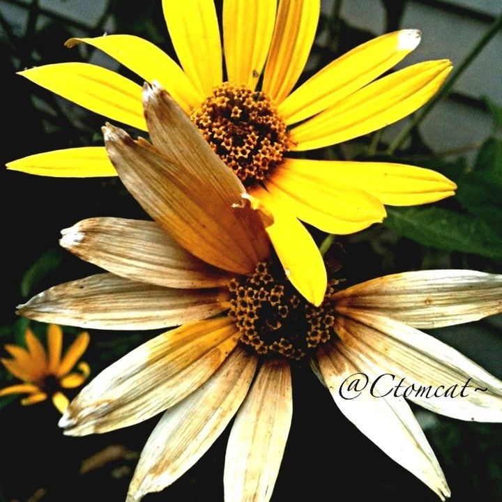 flower, petal, freshness, flower head, fragility, yellow, pollen, close-up, growth, beauty in nature, blooming, single flower, nature, focus on foreground, stamen, plant, in bloom, day, no people, outdoors