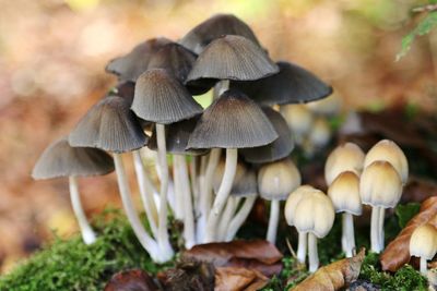 Close-up of mushrooms growing on field