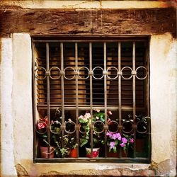 Close-up of potted plants on window sill