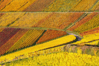 High angle view of agricultural field