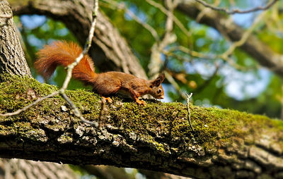 Squirrel on tree