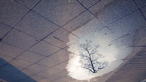 High angle view of bare trees on footpath