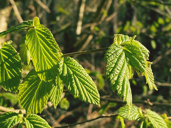 Close-up of green leaves on branch