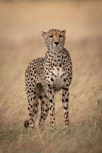 Cheetah standing on field in zoo