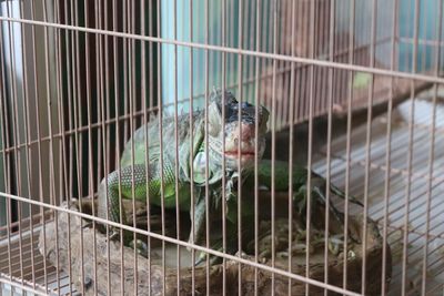 View of birds in cage