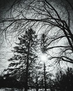 Low angle view of trees against sky