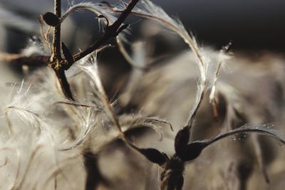 Close-up of plant