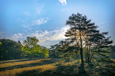 Pine trees on field against sky