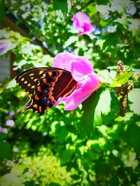 Close-up of butterfly pollinating on pink flower