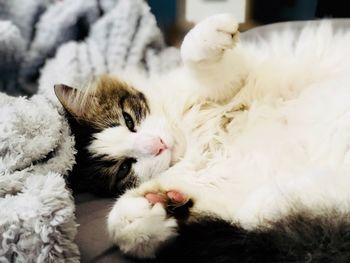 White cat sleeping at home