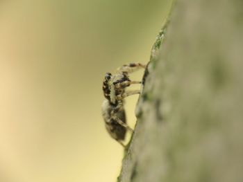 Close-up of spider