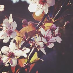 Close-up of cherry blossoms in spring