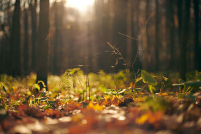 Surface level of plants on field during autumn