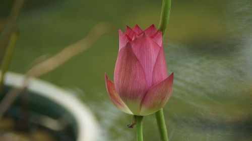 Close-up of pink lotus water lily