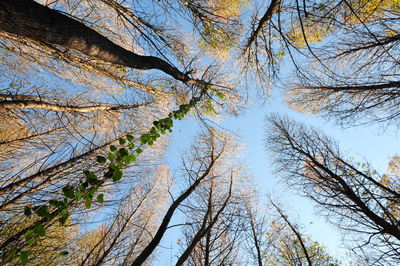 Low angle view of bare trees against sky