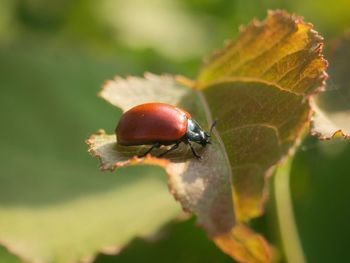 Close-up of insect on leaf