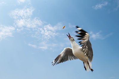 Seagull flying on beautiful blue sky and cloud catching food in the air.