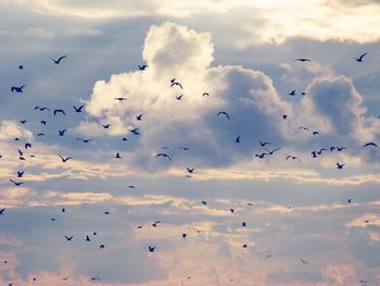 Low angle view of silhouette birds flying against sky