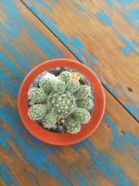 High angle view of potted plant on table