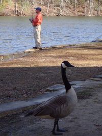 View of bird in water