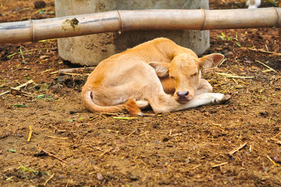 View of ginger cat sleeping on field