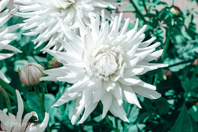 Close-up of white flowering plant