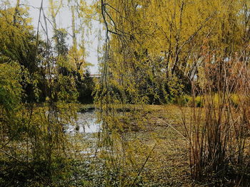 Scenic view of lake in forest