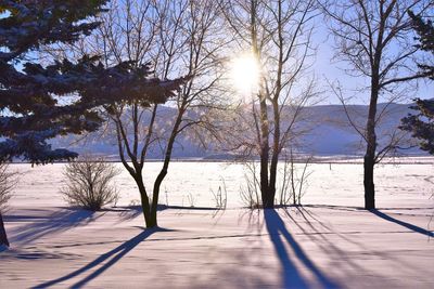 Bare trees on snow covered land against sky