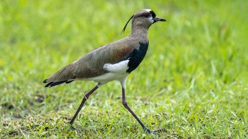 Close-up of bird on grassy field