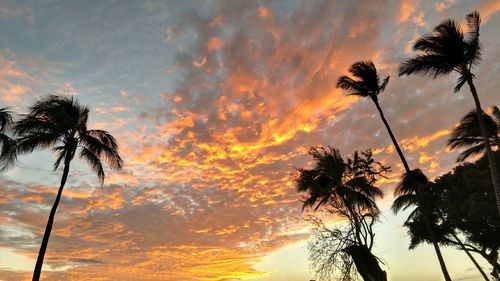 Palm trees against sky during sunset