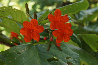 Close-up of orange flowers blooming outdoors