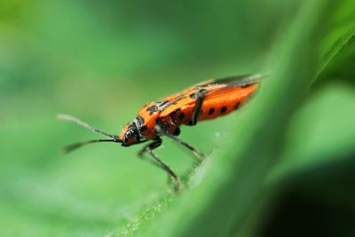 Close-up of insect on leaf