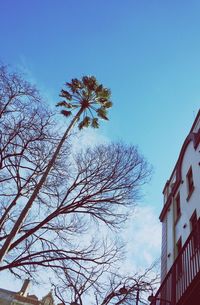 Low angle view of bare tree against blue sky