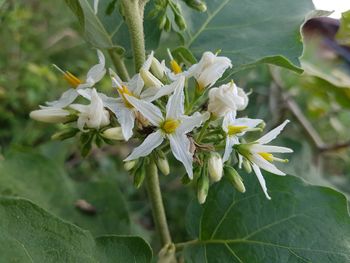 Close-up of flowers blooming outdoors