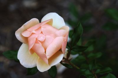 Close-up of flower blooming in park