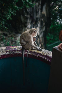 Monkey looking away in forest