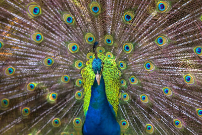 peacock