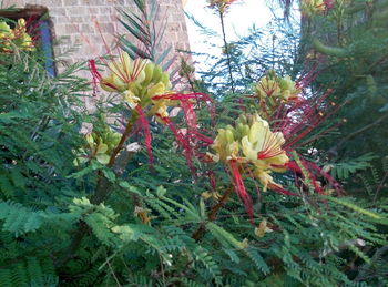 Close-up of flowers blooming outdoors