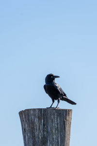 Low angle view of bird perching on wooden post against clear sky