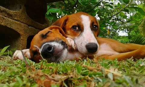 Close-up of dog resting on grass