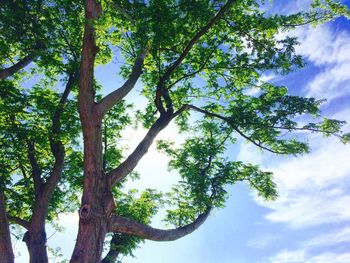 Low angle view of tree against sky