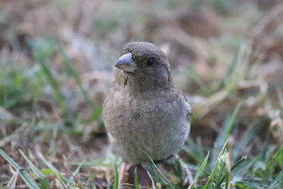 Close-up of bird perching on a field