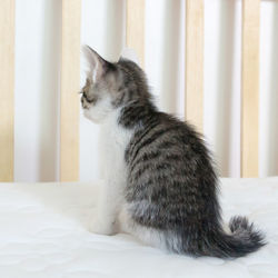 Cat sitting on bed at home