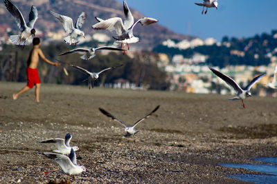 Seagulls flying over birds